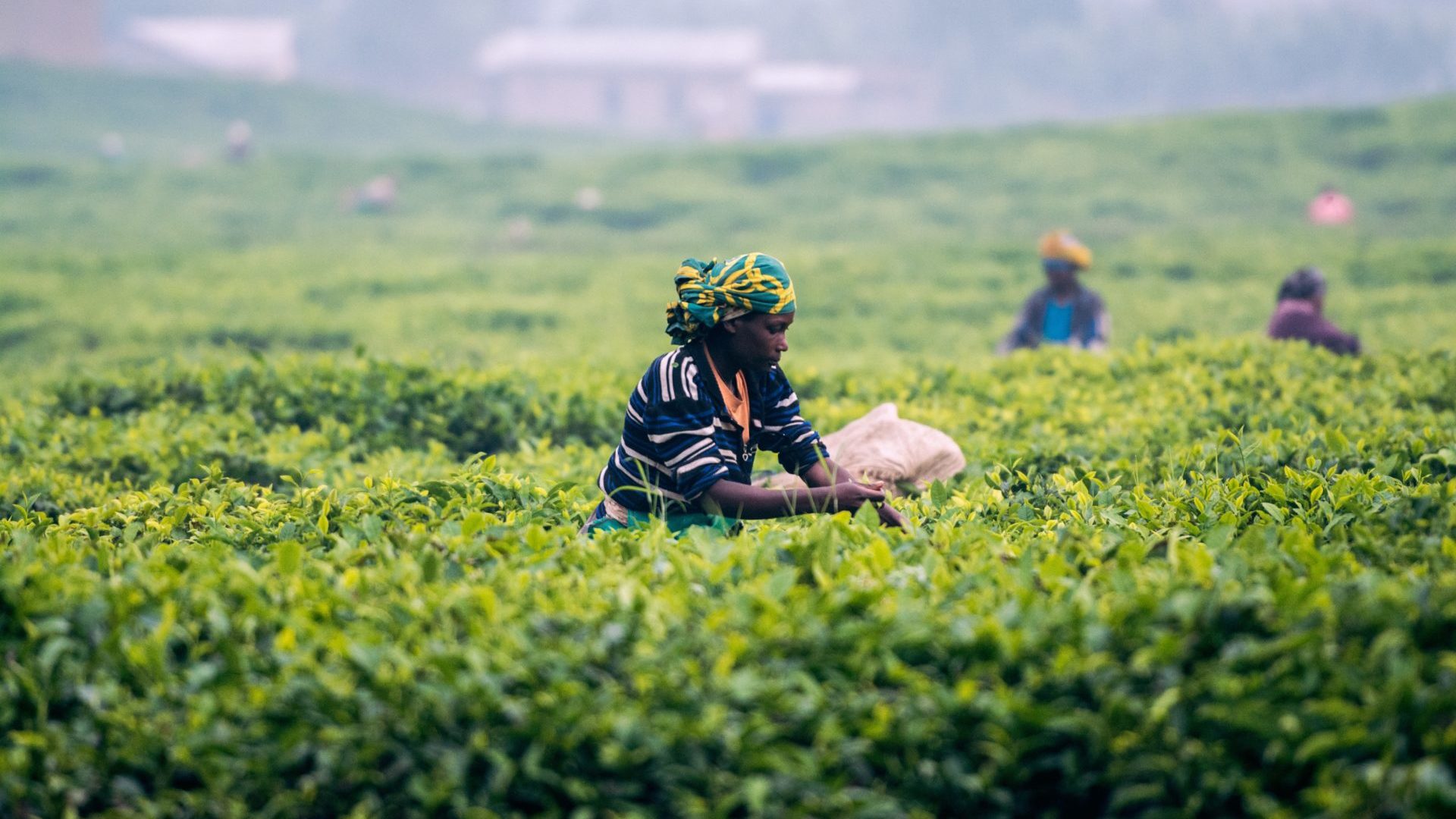 tea plant_rwanda